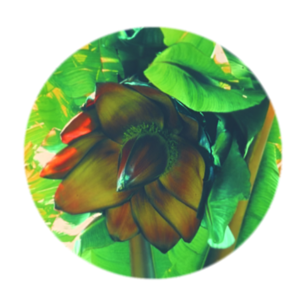 SA FLOWER ESSENCE African Banana