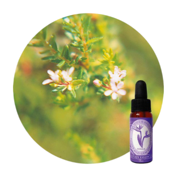 SA FLOWER ESSENCE Inner Male Essence