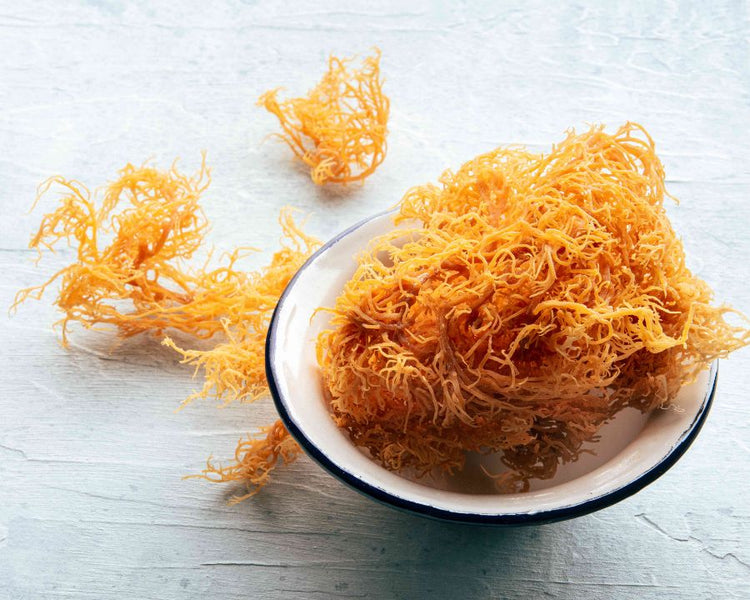 Buy Sea Moss Online – nutrient-rich dried sea moss in a bowl, natural superfood for gut and immune health.
