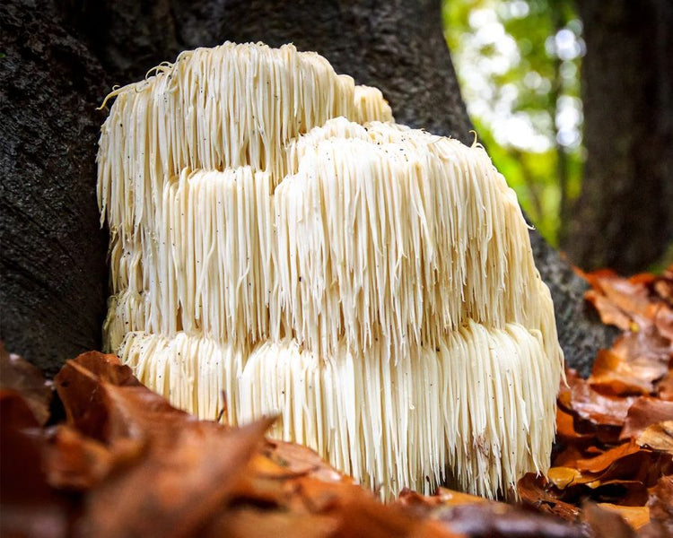 Lion’s Mane supplements by The Good Stuff – natural nootropic mushroom for focus, memory and immune support.