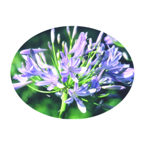 SA FLOWER ESSENCE Agapanthus