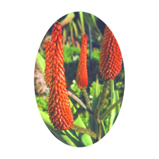 SA FLOWER ESSENCE Aloe