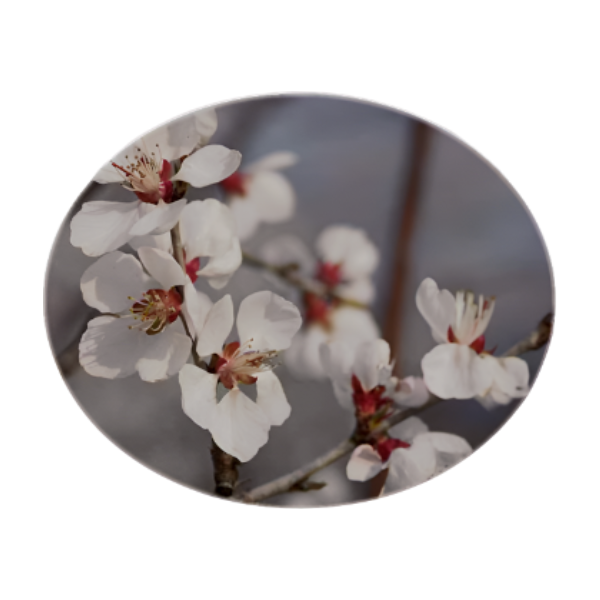 SA FLOWER ESSENCE Apricot