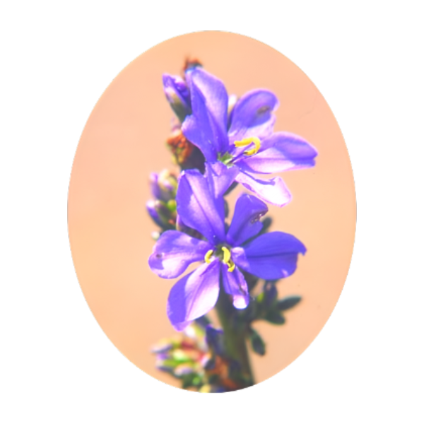SA FLOWER ESSENCE Aristea