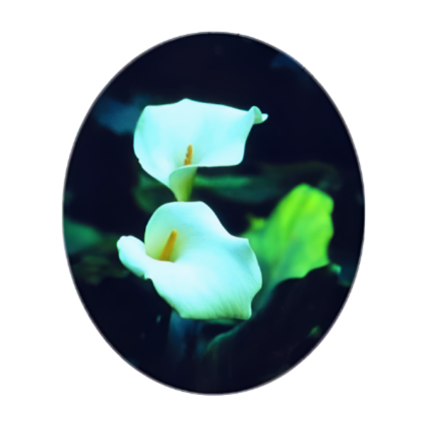 SA FLOWER ESSENCE Arum Lily
