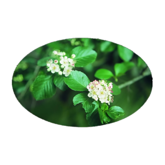SA FLOWER ESSENCE English Hawthorne