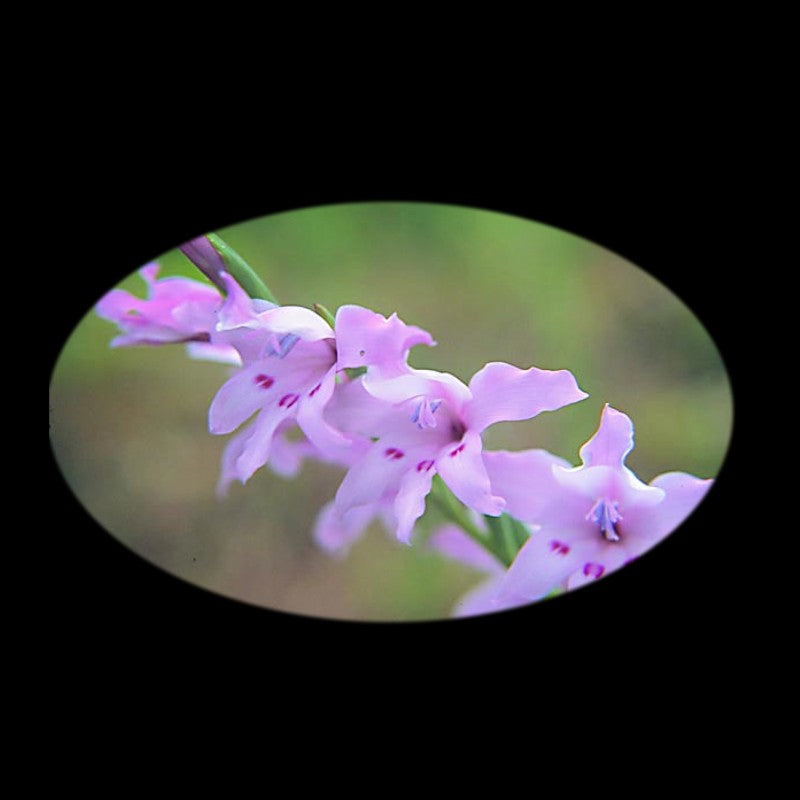 SA FLOWER ESSENCE Painted Lady